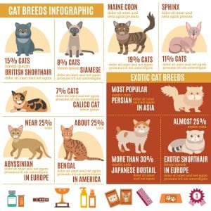 Cat Breeds: History, Types, and Choosing the Right One